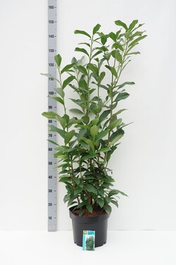 Lauro vyšnia (Lot Prunus laur.) 'Genolia' C10 80-100 CM