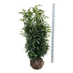 Lauro vyšnia (Lot Prunus laur.) 'Genolia' 125-150 CM RB EXTRA - nuotrauka 1
