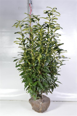 Lauro vyšnia (Lot Prunus laur.) 'Genolia' 125-150 CM RB EXTRA - nuotrauka 2