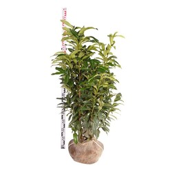 Lauro vyšnia (Lot Prunus laur.) 'Genolia' 80-100 CM RB EXTRA