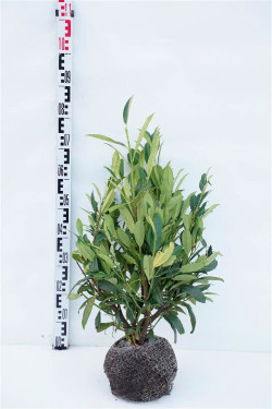 Lauro vyšnia (Lot Prunus laur.) 'Herbergii' 50-60 CM RB