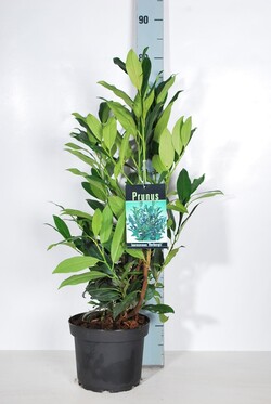 Lauro vyšnia (Lot Prunus laur.) 'Herbergii' C3/P19 40-50 CM - nuotrauka 2