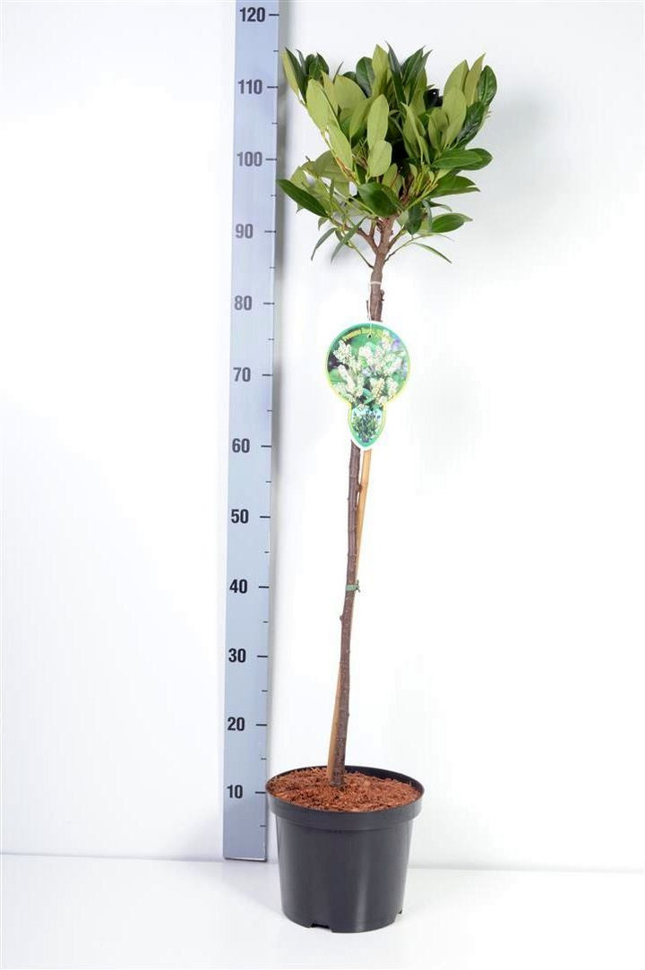 Lauro vyšnia (Lot Prunus laur.) 'Mano' C4 STIEBAS 60 CM