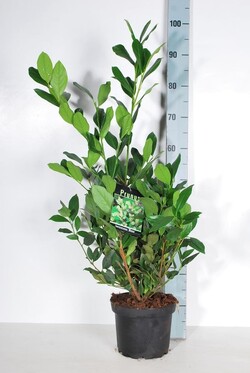Lauro vyšnia (Lot Prunus laur.) 'Mano' C3/P19 40-50 CM - nuotrauka 2