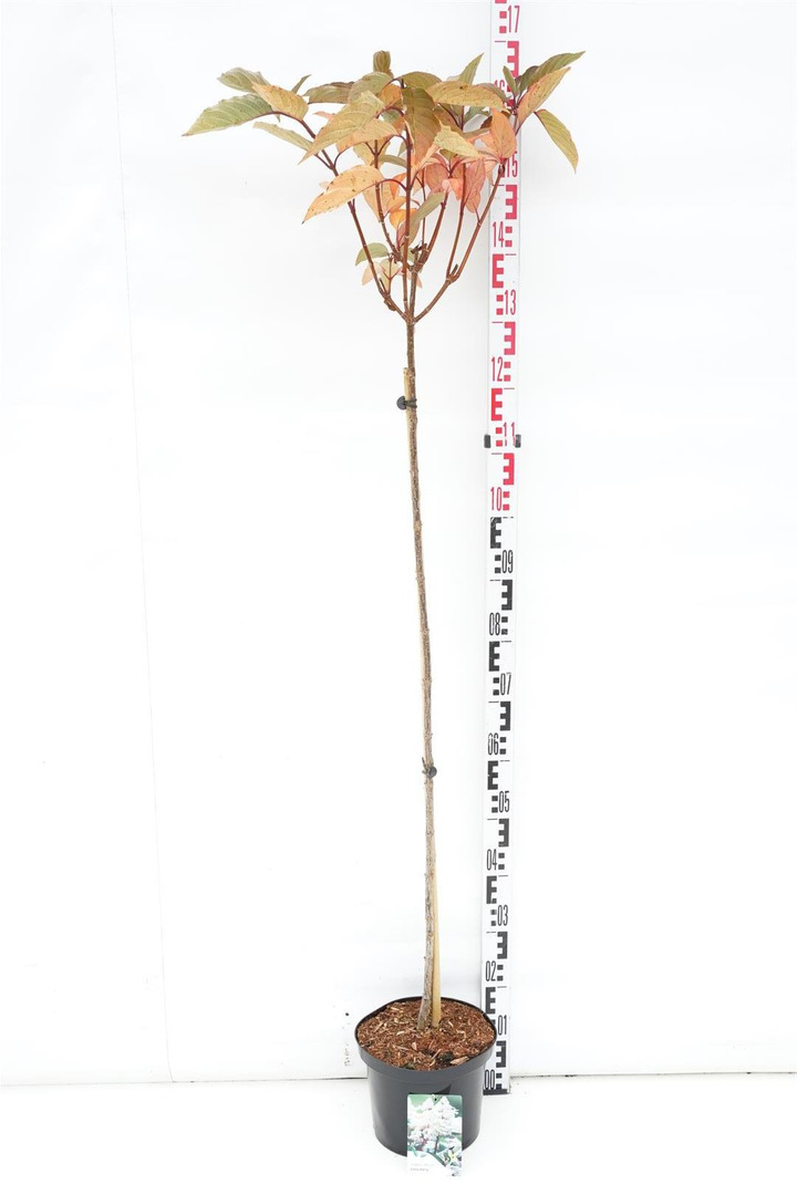 Lauro vyšnia (Lot Prunus laur.) 'Otto Luyken' C15 STIEBAS 90 CM