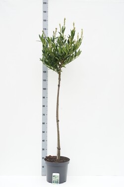 Lauro vyšnia (Lot Prunus laur.) 'Otto Luyken' C7,5 STIEBAS 100 CM