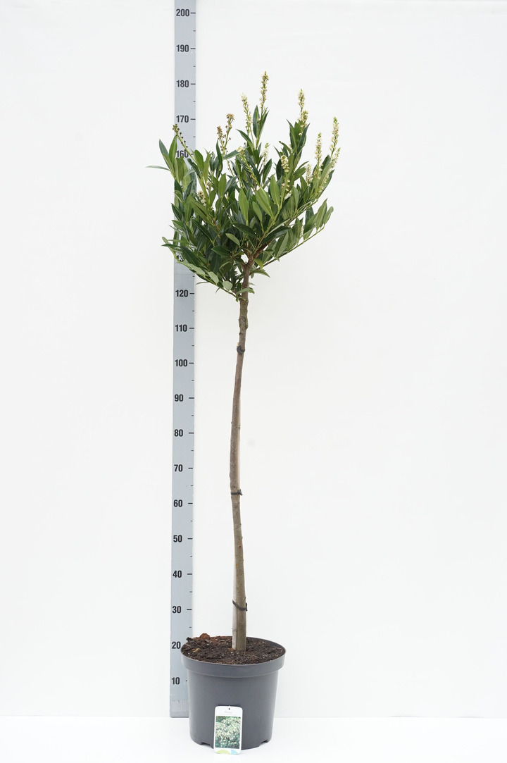 Lauro vyšnia (Lot Prunus laur.) 'Otto Luyken' C7,5 STIEBAS 100 CM