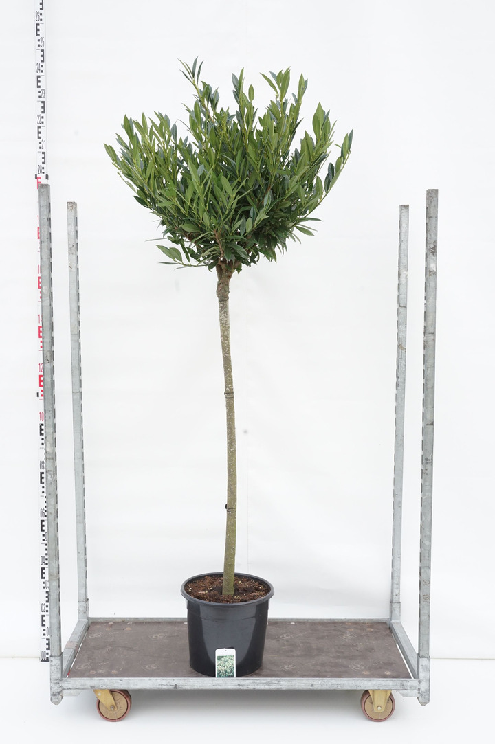Lauro vyšnia (Lot Prunus laur.) 'Otto Luyken' C25 STIEBAS 120 CM
