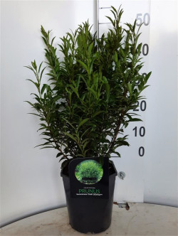 Lauro vyšnia (Lot Prunus laur.) C4,5/P22 40-50 CM