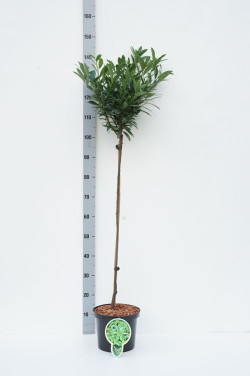 Lauro vyšnia (Lot Prunus laur.) C5 STIEBAS 80 CM 2YR