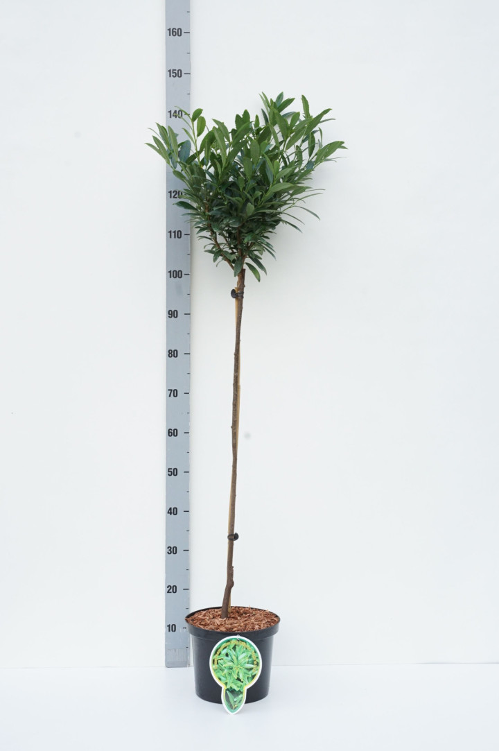Lauro vyšnia (Lot Prunus laur.) C5 STIEBAS 80 CM 2YR
