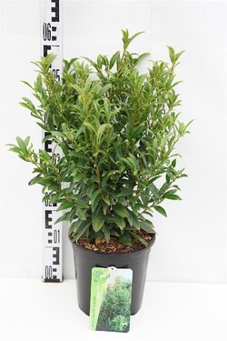 Lauro vyšnia (Lot Prunus laur.) C4/P21 30-40 CM