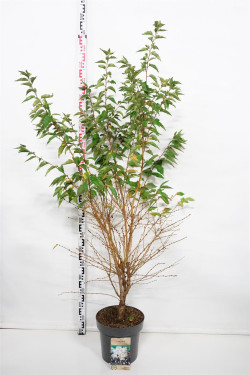 Vyšnia japoninė (Lot Prunus nipponica) 'Brillant' C12 80-100 CM