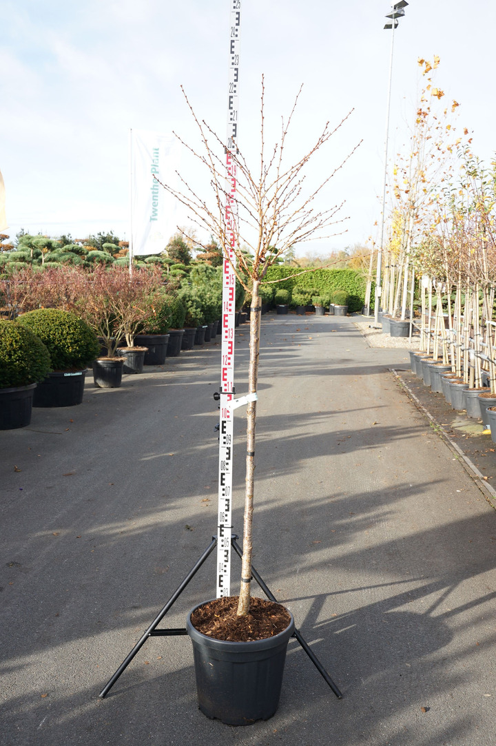 Vyšnia japoninė (Lot Prunus nipponica) 'Brillant' C30 STIEBAS 120 CM