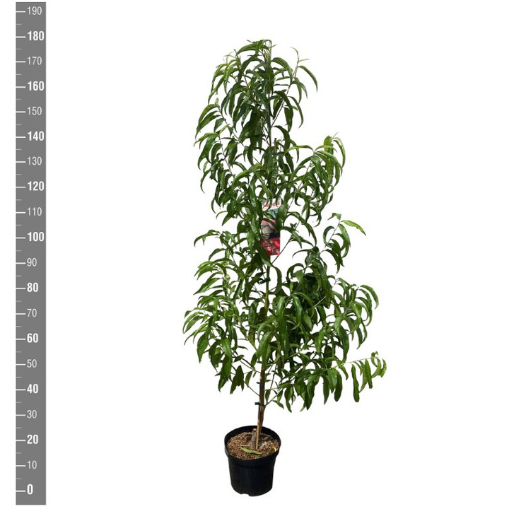 Sakura vyšnia (Lot Prunus p.) 'Fruteria' C7,5/P26 BUSH