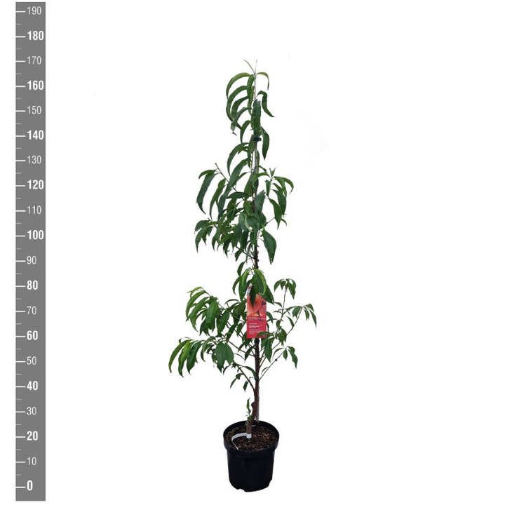 Sakura vyšnia (Lot Prunus p.) 'Piattafortwo' C7,5/P26 BUSH