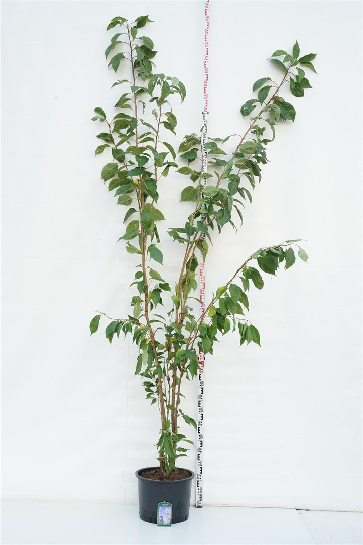 Vyšnia smailiadantė (Lot Prunus serr.) 'Amanogawa' C35 250-300 CM DAUGEKAMIENIS