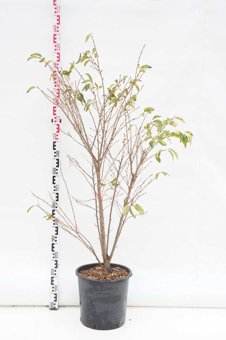 Vyšnia pavasarinė (Lot Prunus subh.) 'Autumnalis Rosea' C18 125-150 CM