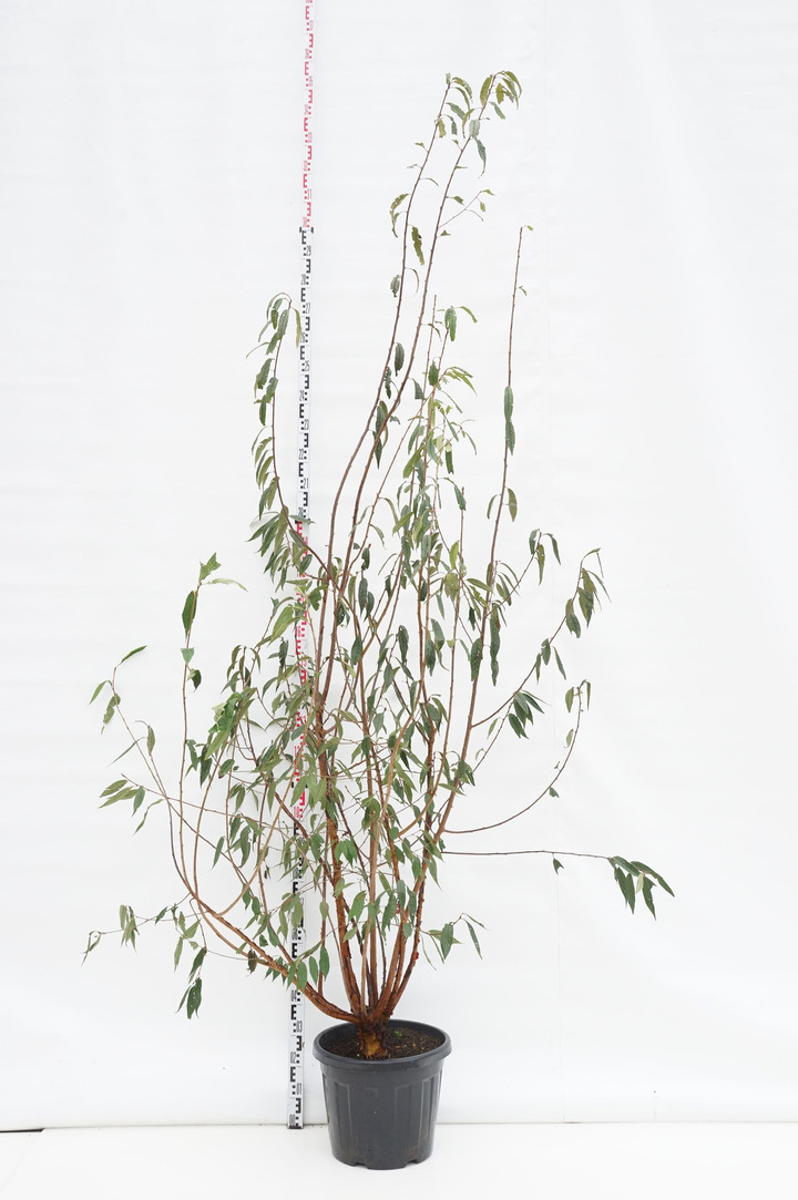 Vyšnia Tibeto (Lot Prunus serrula) C35 250-300 CM