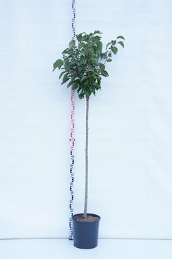 Vyšnia smailiadantė (Lot Prunus serr.) 'Kanzan' C18 STIEBAS 80 CM