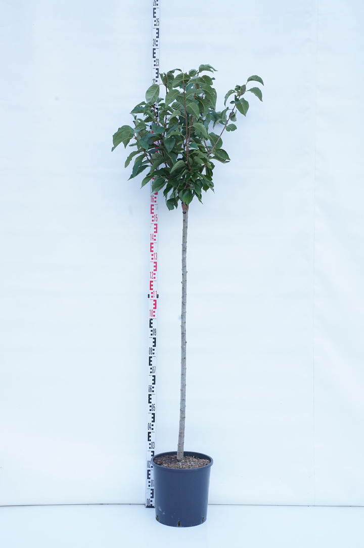 Vyšnia smailiadantė (Lot Prunus serr.) 'Kanzan' C18 STIEBAS 80 CM