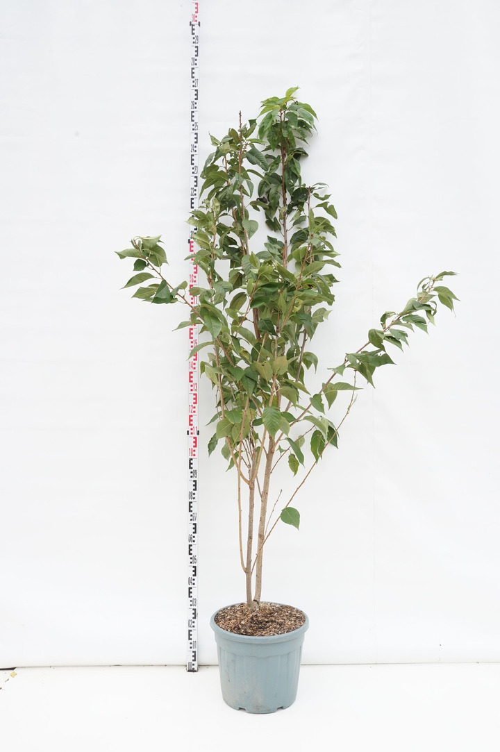 Vyšnia smailiadantė (Lot Prunus serr.) 'Kanzan' C35 175-200 CM