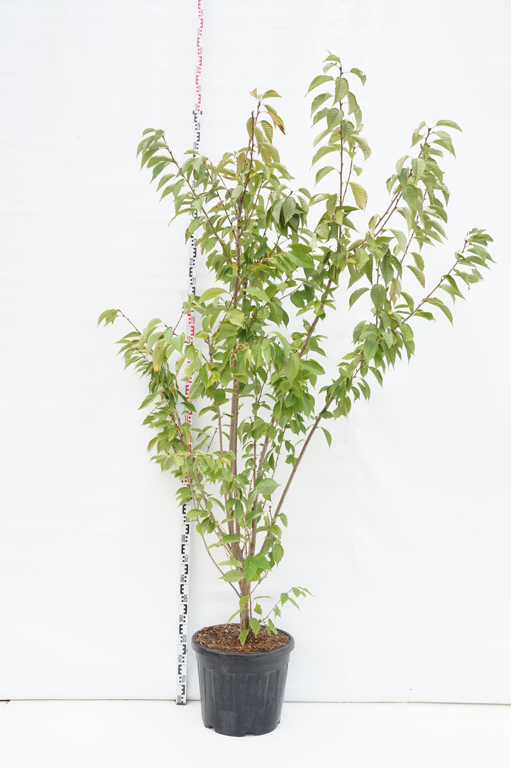 Vyšnia smailiadantė (Lot Prunus serr.) 'Kanzan' C55 200-250 CM