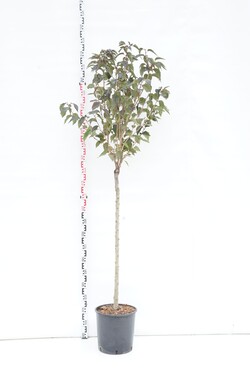 Vyšnia smailiadantė (Lot Prunus serr.) 'Royal Burgundy' C18 STIEBAS 80 CM