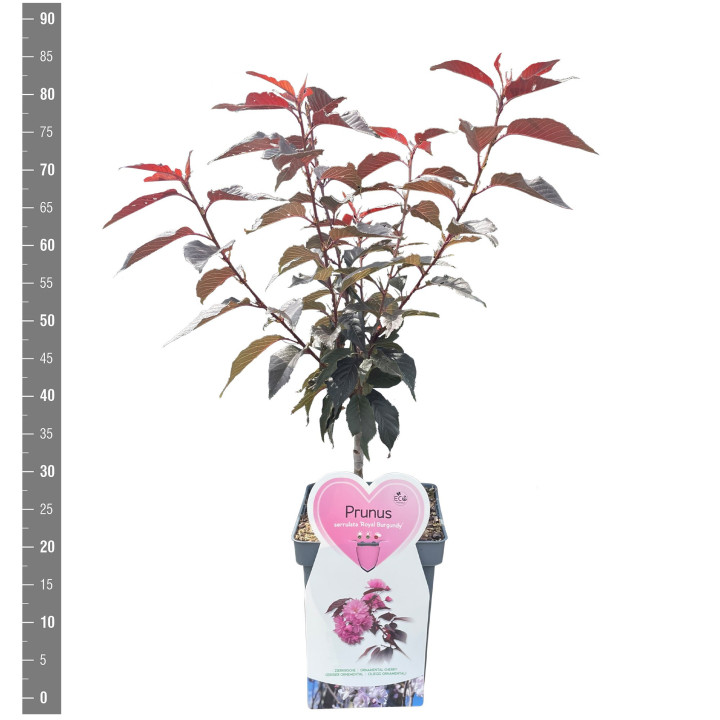 Vyšnia smailiadantė (Lot Prunus serr.) 'Royal Burgundy' C5/P23 KRŪMAS