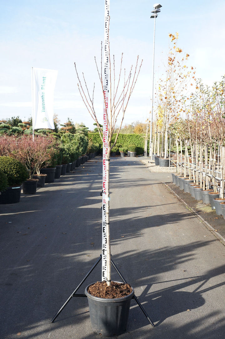 Vyšnia smailiadantė (Lot Prunus serr.) 'Royal Burgundy' C30 STIEBAS 120 CM