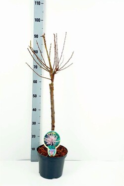 Migdolas triskiautis (Lot Prunus triloba) C3 STIEBAS 60 CM