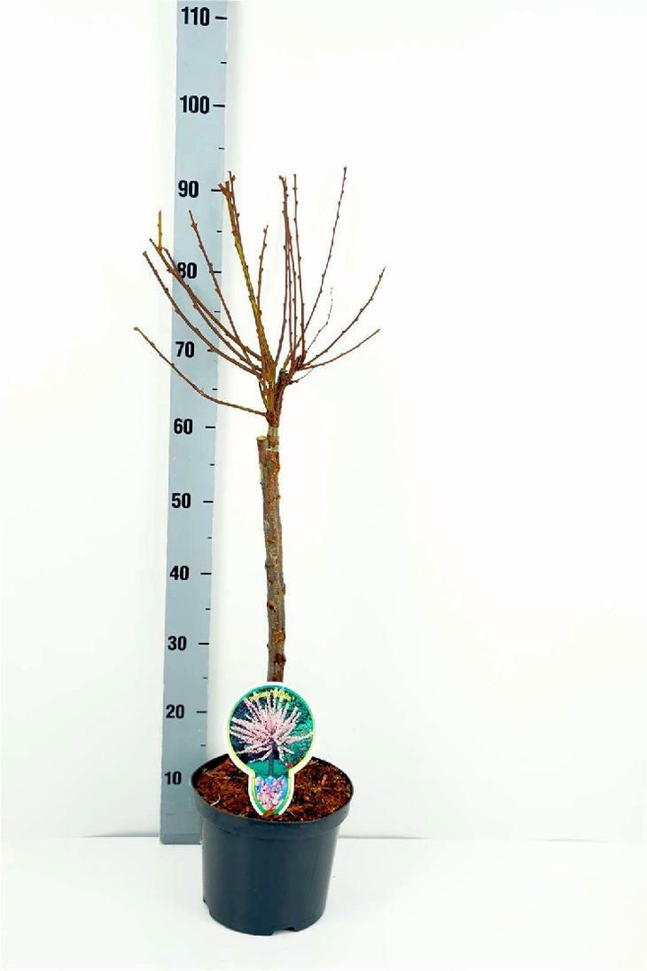 Migdolas triskiautis (Lot Prunus triloba) C3 STIEBAS 60 CM