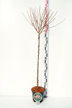 Migdolas triskiautis (Lot Prunus triloba) C4 STIEBAS 80 CM