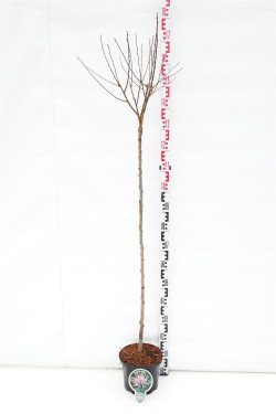 Migdolas triskiautis (Lot Prunus triloba) C5 STIEBAS 120 CM
