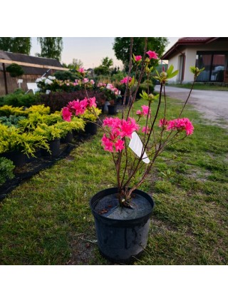 Azalija (Lot Azalea) HOMEBUSH C5 80-100CM-AZALIJOS-KRŪMAI