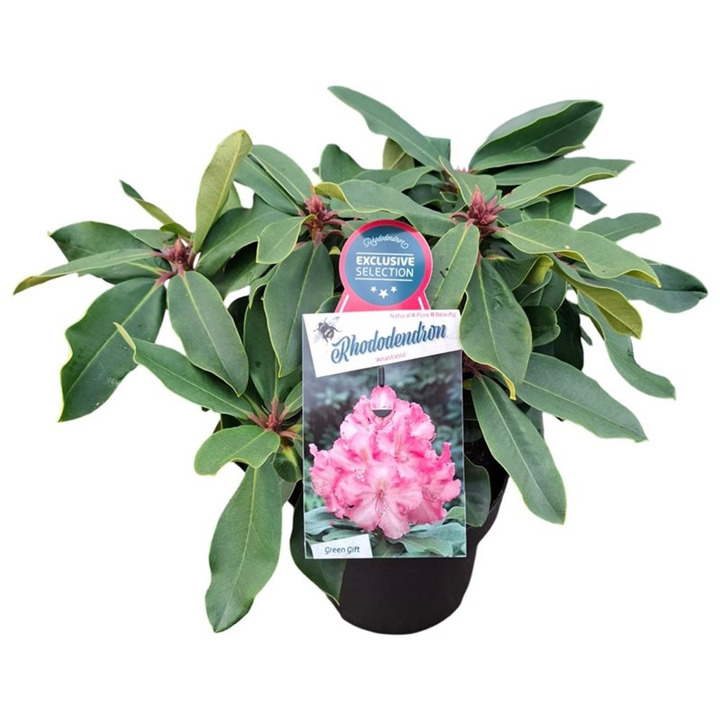 Rododendras Jakušimaninis (Lot Rhododendron (Y)) 'Anastasia' C5/P23 30-40 CM