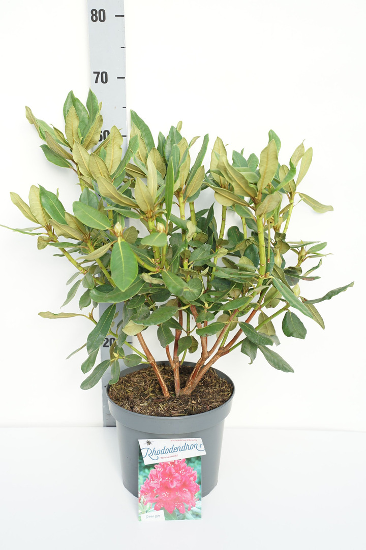 Rododendras (Lot Rhododendron) 'Blattgold' C10 50-60 CM