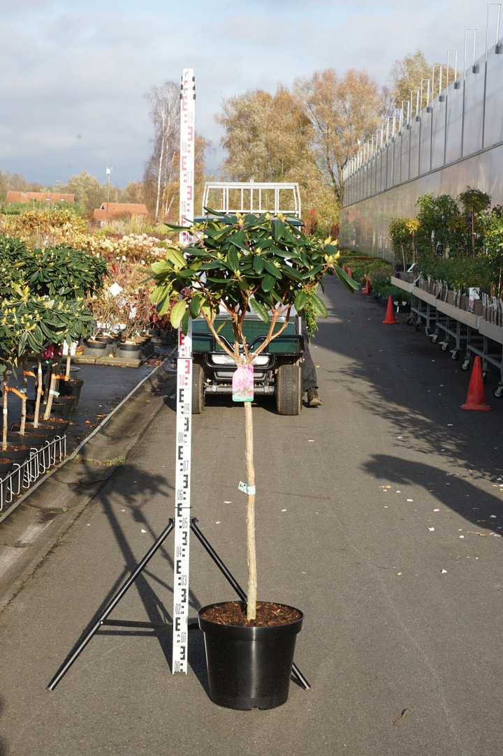 Rododendras Jakušimaninis (Lot Rhododendron (Y)) 'Blurettia' C20 STIEBAS 80 CM