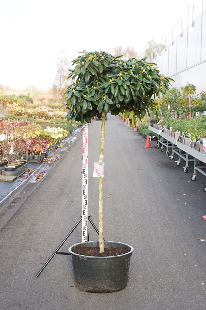 Rododendras Jakušimaninis (Lot Rhododendron (Y)) 'Blurettia' C45 STIEBAS 80 CM