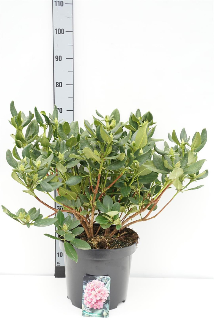 Rododendras Jakušimaninis (Lot Rhododendron (Y)) 'Brasilia' C12 50-60 CM