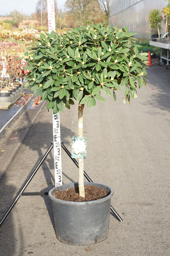 Rododendras Jakušimaninis (Lot Rhododendron (Y)) 'Dreamland' 70 CM STEM C35