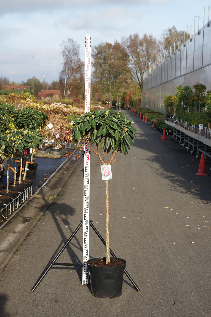 Rododendras Jakušimaninis (Lot Rhododendron (Y)) 'Fantastica' C15 STIEBAS 80 CM