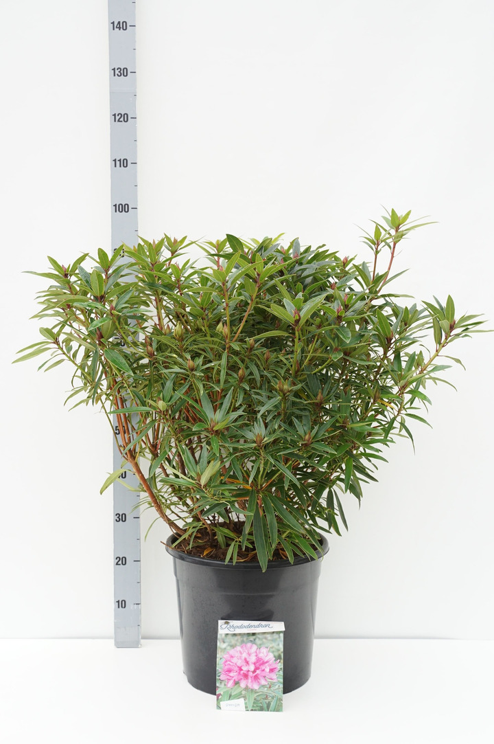 Rododendras (Lot Rhododendron) 'Graziella' C20 60-80 CM