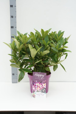 Rododendras (Lot Rhododendron) 'HAPPYdendron' C5/P23
