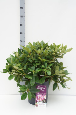 Rododendras (Lot Rhododendron) 'HAPPYdendron' C15