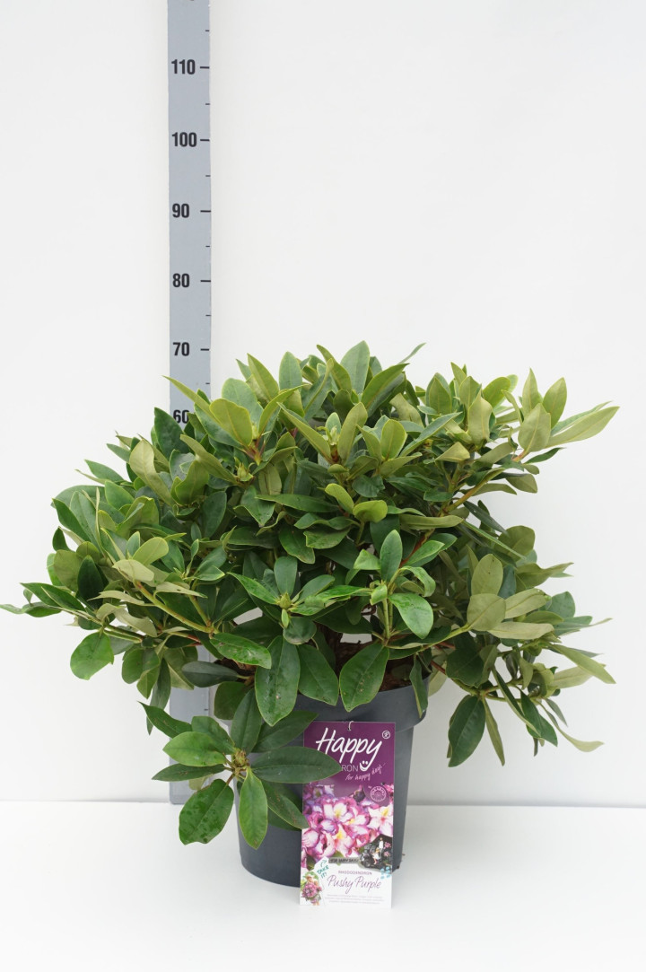 Rododendras (Lot Rhododendron) 'HAPPYdendron' C15