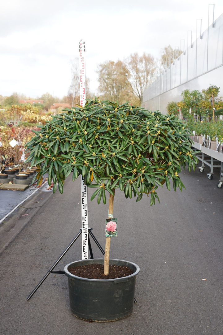 Rododendras Jakušimaninis (Lot Rhododendron (Y)) 'Kalinka' C65 STIEBAS 100 CM