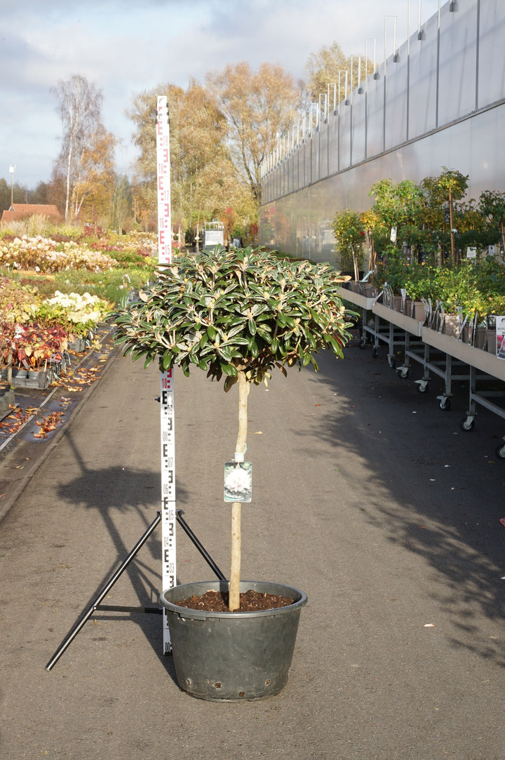 Rododendras Jakušimaninis (Lot Rhododendron (Y)) 'Koichiro Wada' C45 STIEBAS 80 CM