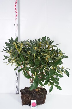 Rododendras (Lot Rhododendron) 'Nova Zembla' 70-80 CM RB