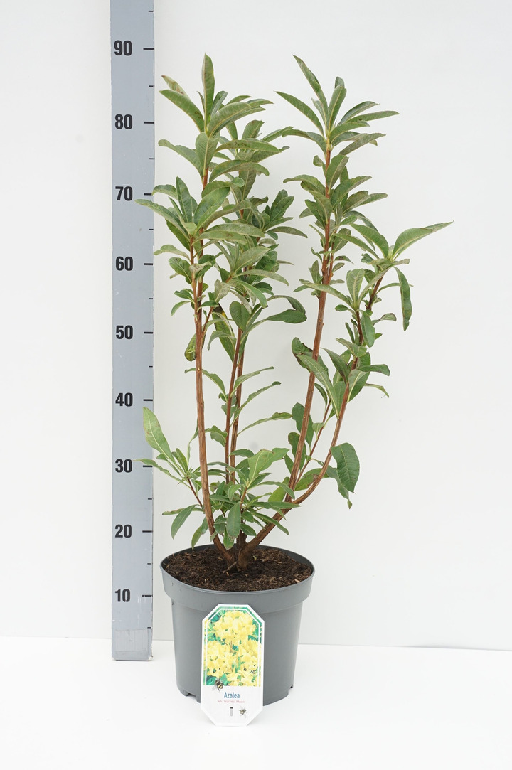 Rododendras (Lot Rhododendron) 'Harvest Moon' C5/P23 30-40 CM